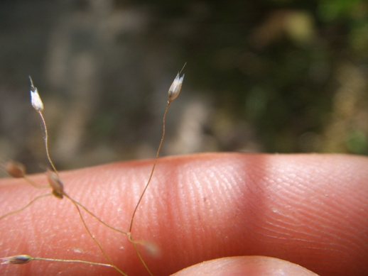 Esile piantina (Poa ?) - no, Aira elegantissima